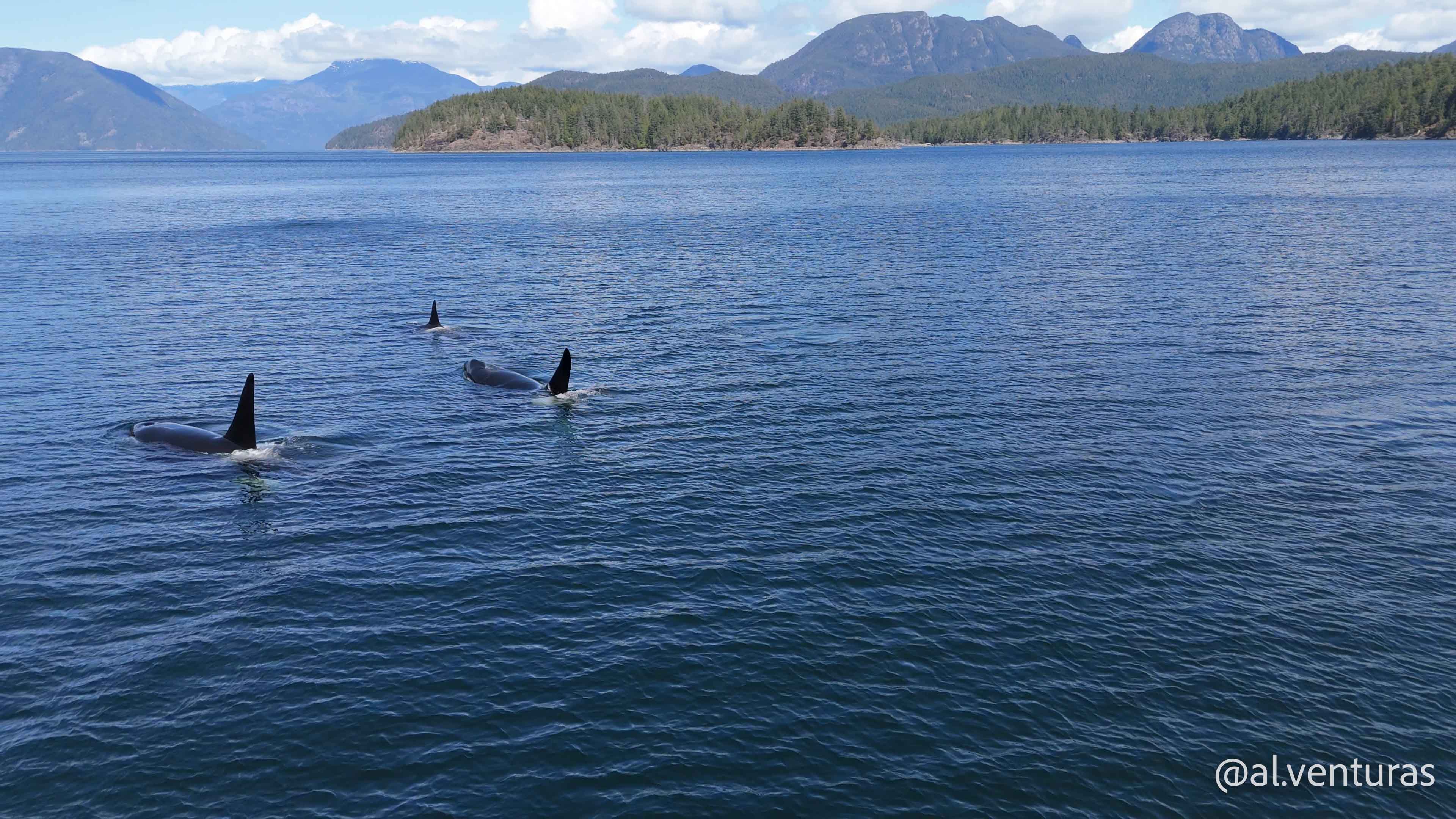 Penn Islands: En Busca de Ballenas Jorobadas