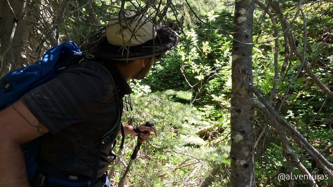 Luchando con el bosque