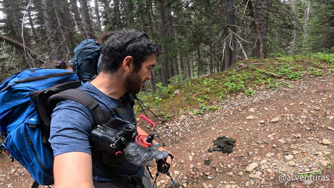 Excremento de un oso grizzly en el sendero