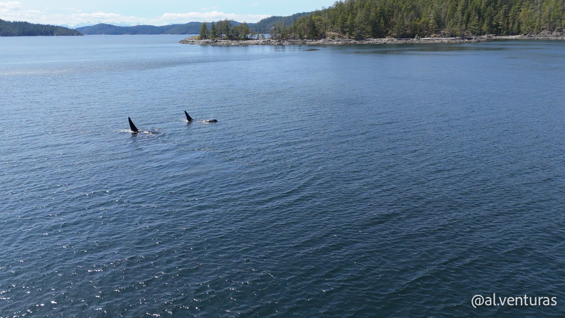 Orcas navegando majestuosamente cerca de nuestra lancha